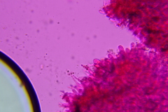 Hohenbuehelia cyphelliformis