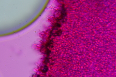 Hohenbuehelia cyphelliformis