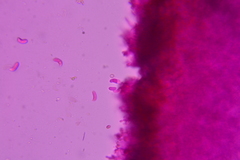 Hohenbuehelia cyphelliformis