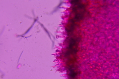 Hohenbuehelia cyphelliformis