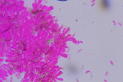 Hohenbuehelia cyphelliformis