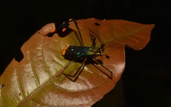 Diactor bilineatus