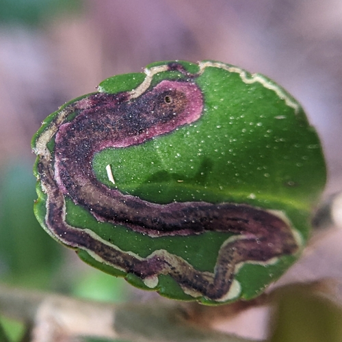 Unknown species found near Fripp Island, SC 29920, USA