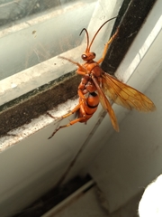 Tachypompilus erubescens