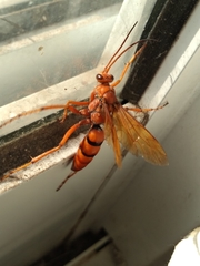 Tachypompilus erubescens