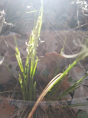 Carex multicaulis