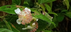 Tetracera indica
