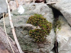 Schistidium papillosum