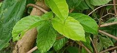 Tetracera indica