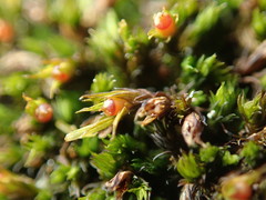 Schistidium papillosum