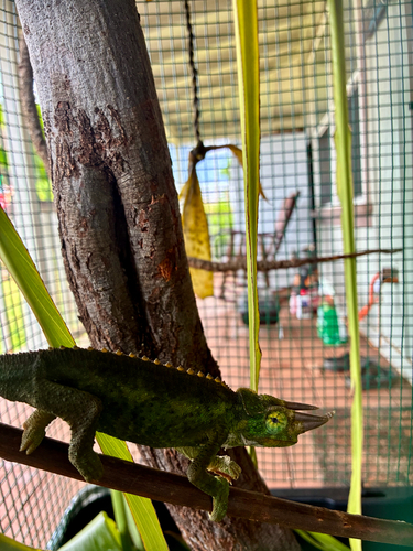 Trioceros jacksonii observed 2026-03-19
