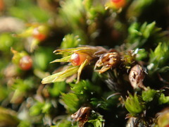 Schistidium papillosum