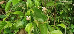 Tetracera indica
