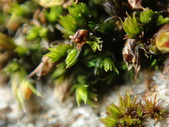 Schistidium papillosum