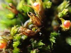 Schistidium papillosum