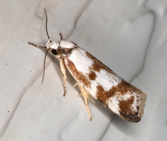 Palimmeces variegata