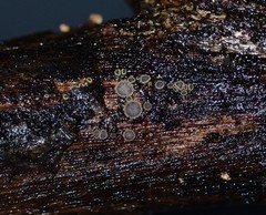 Trichopeziza