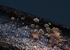 Trichopeziza