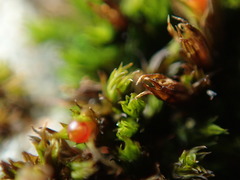 Schistidium papillosum