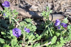 Nemophila phacelioides