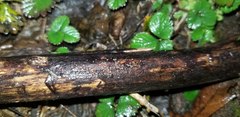 Trichopeziza