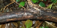 Trichopeziza
