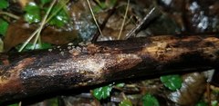 Trichopeziza
