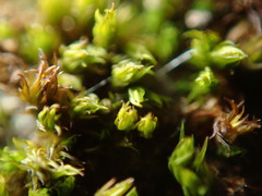 Schistidium papillosum