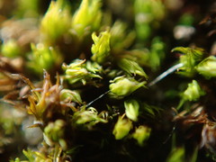 Schistidium papillosum