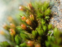 Schistidium papillosum