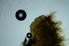 Trichopeziza