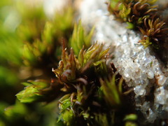 Schistidium papillosum