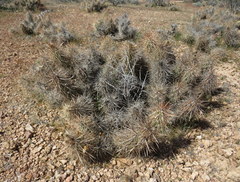 Grusonia kunzei