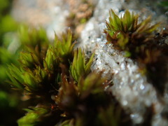 Schistidium papillosum