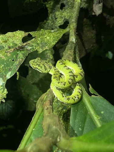 Ecuadorian Eyelash-Viper