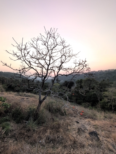 Erythrina variegata iNat (2)