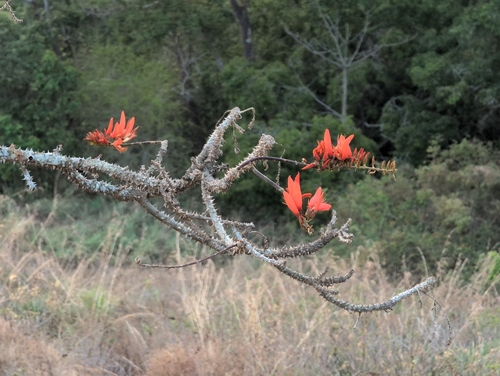 Erythrina variegata