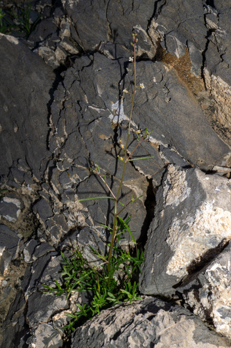 desert winged rockcress (Sibara deserti)