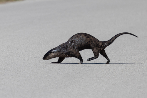 North American River Otter photographed in Florida
