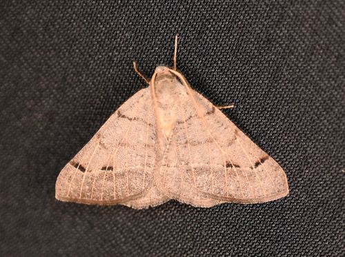 Pale-veined Isturgia photo 6