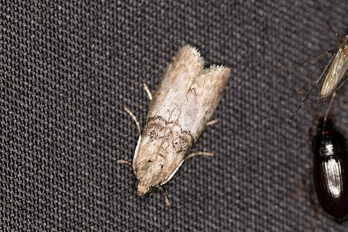 Tlascala Moth photo 5