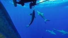Carcharhinus galapagensis