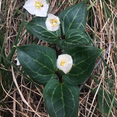 Pseudotrillium rivale