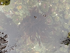 Prionitis lanceolata