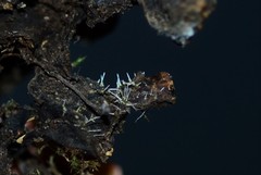 Gliocladium polyporicola