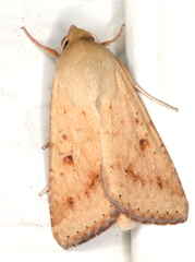 Australothis rubrescens