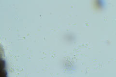 Gliocladium polyporicola