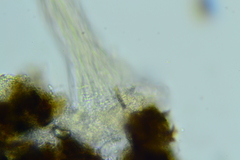Gliocladium polyporicola