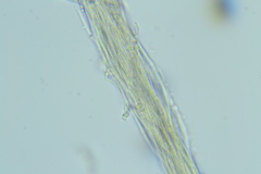 Gliocladium polyporicola