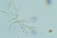 Gliocladium polyporicola